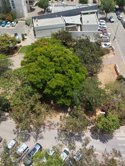 In Pardes Hana-Karkur, Israel, an aerial view captures a street scene with parked vehicles and residential buildings. Several cars, including white sedans and SUVs, are parked along the paved road. Some cars are parked in a designated lot adjacent to a building. The area is characterized by numerous trees, some with vibrant green foliage and others with more sparse branches, casting shadows on the ground. In the background, modern residential buildings with flat roofs and balconies are visible. The environment appears to be a typical urban or suburban neighborhood in Israel, with a mix of natural elements and man-made structures.