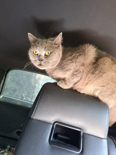 The image shows a British Shorthair cat lying on a car's armrest. The cat is a light gray or lilac color with bright yellow eyes. Its body is mostly relaxed, with one paw tucked under its chest. The cat is looking directly at the camera with an alert expression.

The setting appears to be the interior of a car. The armrest is made of dark gray, textured leather. A black cup holder or storage compartment is visible on the armrest. The background shows a window with a blurry view of what might be trees or buildings, suggesting an outdoor scene is passing by. The lighting suggests it is daytime, possibly a sunny day given the brightness.

The overall impression is that the cat is a comfortable passenger in a vehicle. There is no visible text in the image.