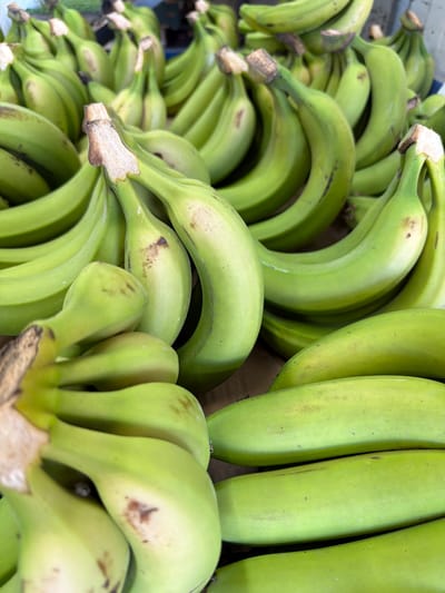 The image depicts a close-up view of a large bunch of unripe, green plantains. The plantains are densely packed together, filling the frame. Their skin is smooth and light green with some minor brown spots. The cut stems of the plantains are visible, displaying their rough texture. The background is out of focus, appearing as a lighter tone, and does not allow for any further location assessment to prove if it is located in the city of Kadima - Zoran, Israel.