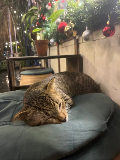 The scene depicts a brown tabby cat resting on a teal-colored cushion or folded fabric in Cần Thơ, Vietnam. The cat lies with its head facing right, eyes partially closed, suggesting it is sleeping or dozing. Its right ear is visible and upright, while its left ear is partially obscured. White whiskers protrude from its muzzle. In the background, a two-tiered wooden table is visible, with a small brown potted plant on its upper surface. Behind the table, a green garland adorned with red, gold, and silver spherical Christmas ornaments is hung horizontally. Distant, out-of-focus string lights illuminate the background, indicating an evening or nighttime setting. The environment appears to be an outdoor or semi-outdoor space, possibly a cafe or patio, characterized by festive decor. No people are visible.
