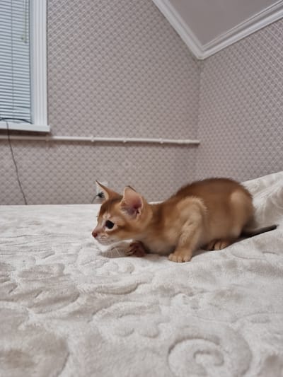 A ginger kitten with large ears and dark eyes is crouched low on a textured white blanket. The kitten is facing to the left of the frame, with its body angled slightly away from the viewer. Its front paws are tucked underneath its chest, and its hindquarters are raised. The background shows a wall with patterned wallpaper, a white windowsill with blinds, and a white baseboard. A white crown molding is visible at the top of the wall. There is a white cord running along the wall. The scene appears to be indoors, possibly in a bedroom. The location is identified as Dagestanskiye Ogni, Russia.