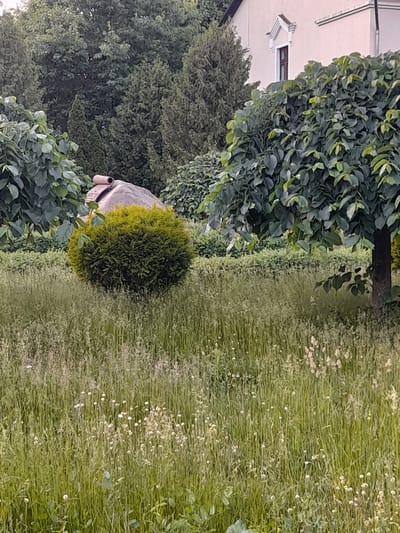 The image depicts a garden scene with a building in the background. The foreground is dominated by tall, green grass with scattered small white flowers. In the mid-ground, there is a perfectly spherical, trimmed green bush. Behind the bush, a large, grey, dome-shaped object is partially visible, with a light brown pipe extending from its top. The object appears to be a garden feature, possibly a stylized oven or a decorative element. To the left of the bush, there are large-leaved trees with dense foliage. To the right, a tree with dark bark and dark green leaves stands partially in view. In the background, a portion of a light-colored building is visible, featuring a window with decorative trim and a darker frame. The overall environment suggests a well-maintained garden or park setting. The location is identified as the city of Baranavichy, Belarus.