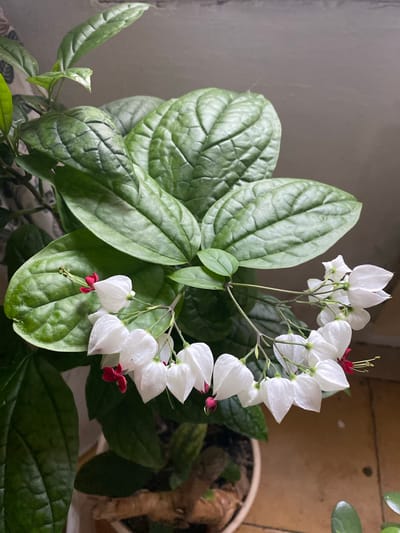 A close-up, eye-level shot captures a flowering plant with large, textured green leaves and delicate white flowers with red centers, hanging in a cascading manner. The flowers resemble small cups with pointed tips, and some have visible red stamens. The plant is positioned in what appears to be an indoor setting, with a neutral-colored wall in the background and a tiled floor visible at the bottom right. No people are present in the image. The lighting is soft, suggesting it might be natural light from a window. This scene is not specific to Zelenodol'sk, Russia, as there are no identifiable geographical markers.