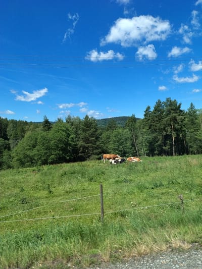 This image depicts a pastoral scene in Vimperk, Czechia, under a bright blue sky dotted with white clouds. The foreground features a grassy field with a wire fence. In the middle ground, several cows are grazing and resting in the field. Behind the field, a dense forest with various types of trees stretches across the landscape, with hills visible in the distance. Power lines are strung across the sky, suggesting the presence of infrastructure near the rural area. The overall impression is one of natural beauty and tranquility.