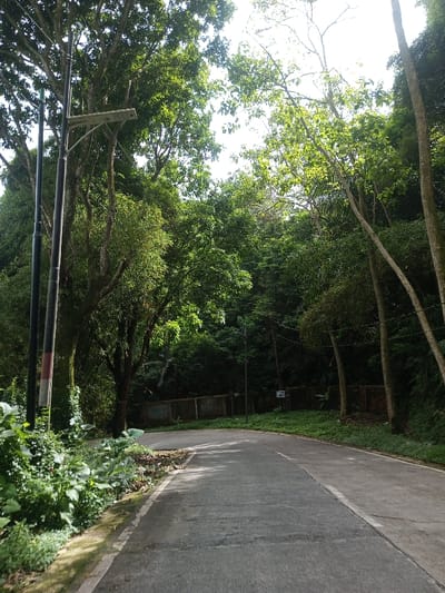 A narrow asphalt road winds through a lush forest. Tall trees with vibrant green leaves form a dense canopy overhead, filtering sunlight onto the path. A modern street light pole stands on the left, near dense foliage. A low, dark wall runs alongside the road in the background, blending with the surrounding vegetation. The scene is bathed in natural light, creating a serene and inviting atmosphere.