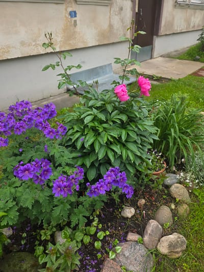 A close-up, eye-level, outdoor shot captures a flowerbed in front of a building in Daugavpils, Latvia. The flowerbed features a prominent, bushy peony plant with two large, vibrant pink blooms. To the left, a dense cluster of purple geraniums with delicate, five-petaled flowers creates a striking contrast. Behind the peony, a patch of tall, green grass or iris-like plants is visible. The flowerbed is bordered by a line of medium-sized, rounded, grey and brown stones. In the background, the lower portion of a light beige building with a brown door and some scattered patches of green grass and concrete pavement are visible. The scene appears to be bathed in natural, overcast daylight, as indicated by the soft lighting and the presence of water droplets on the leaves. There are no people or animals present in the image.