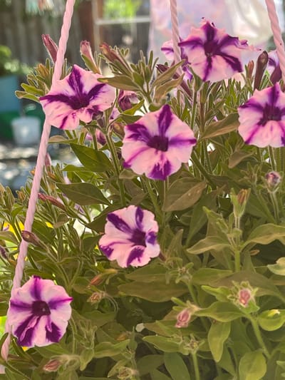 The media file shows a close-up, eye-level view of several petunia flowers with purple and white striped petals. The flowers are hanging, suggesting they are in a planter or basket. Green leaves and unopened buds are also visible, creating a lush, natural setting. A pale pink braided rope or string runs horizontally across the lower portion of the frame, partially obscuring some of the flowers and leaves. The background is softly blurred, with hints of sunlight and possibly outdoor elements like windows or structures, suggesting an outdoor location, perhaps a garden or balcony. The lighting indicates it is daytime, with natural sunlight illuminating the flowers. There are no people or discernible text in the image. The overall impression is one of natural beauty and the blooming of flowers.