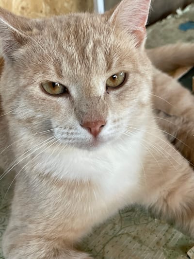 A close-up shot shows the face of a light orange tabby cat. The cat is lying down and looking directly at the camera. Its eyes are a golden-brown color, and its nose is pink. The cat has white whiskers and a white chest. The background is blurred and appears to be indoors, possibly a home setting. There is no information available about the location in the city of Kumyon, Russia.