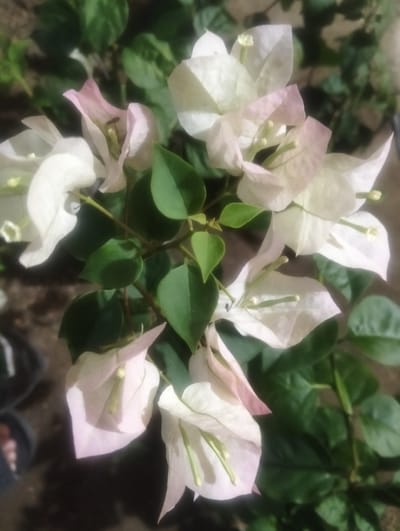A close-up, vertical shot focuses on a cluster of pale pink and white bougainvillea flowers and dark green leaves. The flowers are delicate, with translucent petals that show veins. Some of the flowers are fully open, revealing yellow stamens, while others are partially closed. The leaves are broad and ovate, providing a backdrop of rich green. The background is out of focus, suggesting a natural setting, possibly a garden or plant nursery. There are no visible people or distinct landmarks to indicate a specific location in Cotseurani, Indonesia. The lighting appears to be natural, possibly sunlight filtering through the leaves, creating soft shadows and highlights on the petals.