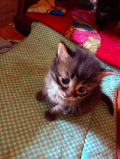 A close-up, top-down shot captures a young tabby kitten nestled on a teal and white checkered blanket. The kitten, with its wide, curious blue eyes and fluffy brown and grey fur, is the clear subject. Its ears are perked, and its tiny paws are visible. The background is a blur of warm colors, including a red blanket and a colorful, striped fabric, suggesting a cozy indoor setting. The lighting is dim and appears to be natural indoor light, perhaps in the late afternoon or evening. There are no visible text elements in the image. The overall impression is one of a sweet and innocent moment with a domestic pet in a comfortable home environment.