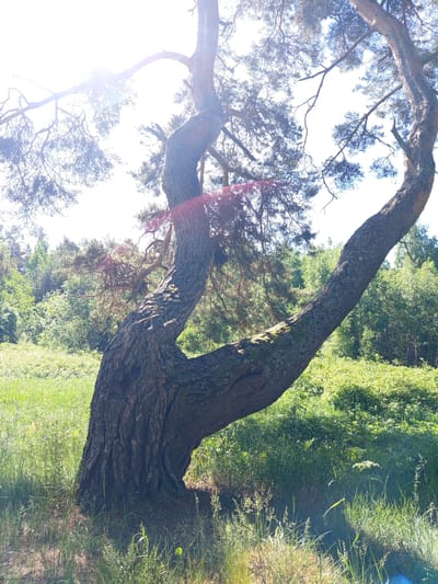 The image depicts an outdoor scene under bright sunlight, characterized by a prominent, gnarled pine tree located in Podborov'e, Russia. The tree, positioned centrally and on the left, features a thick, dark brown trunk with deeply furrowed bark, exhibiting visible patches of light green lichen or moss. The trunk displays a distinct S-curve, rising from the foreground, bending sharply to the left, and then curving back upwards and to the right, forming a natural arch. Numerous branches with dark green needles extend against the intensely bright, almost white sky. A prominent reddish-pink lens flare traverses the mid-section of the tree, and a circular blue-white flare is present in the lower right corner, indicative of direct sunlight. In the background, a dense forest or woodland edge is visible, comprising various shades of green foliage, suggesting a mix of deciduous and coniferous trees and abundant undergrowth. The foreground is covered with lush, untended green grass and assorted wild plants. No individuals, animals, or man-made structures are visible within the scene.