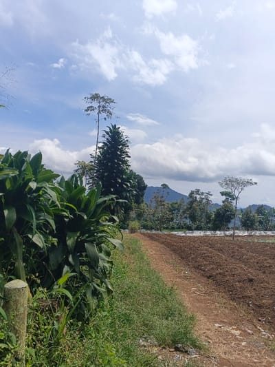 This image presents a rural agricultural landscape in ឃុំ ផាត់សណ្ដាយ, Cambodia, under a bright, partially cloudy sky. The foreground on the left is dominated by dense, broad-leafed green foliage, with a weathered wooden post partially visible at the extreme left. A narrow dirt path, approximately 1.5 meters wide, extends diagonally from the foreground towards the background, flanked by sparse green grass and weeds. To the right of the path, a large field of dark brown, tilled earth occupies the mid-ground, showing signs of recent cultivation. Patches of white or translucent plastic sheeting are visible on the ground within this field. The background features a cluster of various trees, including a tall, slender tree and a dense, conical evergreen. Distant hills or mountains, covered in vegetation, are visible on the horizon beneath a bank of white cumulus clouds. No individuals or active subjects are present in the scene. The natural lighting suggests daytime conditions.