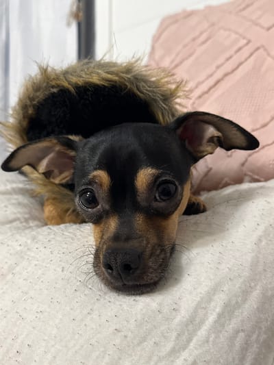 A brown and black dog with large, dark eyes looks directly at the camera. The dog is nestled between a white textured surface and a pale pink, textured fabric. The dog's face is brown and black, with a black nose and long, thin whiskers. A furry brown and black collar surrounds the dog's head. One of the dog's ears stands up straight, while the other is slightly folded over.