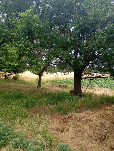 This is a full-shot, eye-level, outdoor, natural-light photograph taken in Skotuvate, Ukraine. The image depicts a rustic, natural scene dominated by vegetation. In the foreground, on the right, a large pile of dry, golden hay sits. To the left of the hay pile and extending into the middle ground is a mix of green grass and dry, tall grass with seed heads. In the mid-ground, a mature tree with a dark brown trunk and a dense canopy of green leaves stands prominently. To the left of this tree, another, smaller tree with similar foliage is visible. Behind the trees, a field of tall, golden-brown grass stretches into the background, suggesting a dry or late-summer landscape. Further back, the faint outline of green crops is discernible. The overall impression is one of a rural, uncultivated environment.