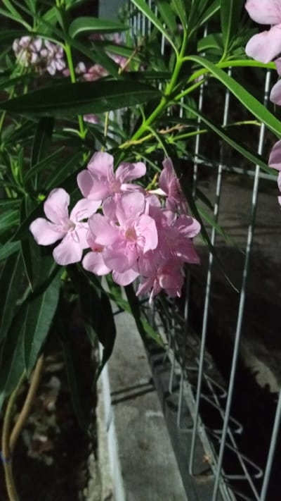 This media file features a cluster of vibrant pink oleander flowers blooming in the foreground, set against a backdrop of dark green leaves. The flowers are delicate and multi-petaled, with a soft, almost translucent quality. They appear to be in various stages of bloom, with some fully open and others still tightly furled.
The scene is outdoors, indicated by the natural foliage and the presence of a metal fence or railing in the background. The lighting suggests it might be dusk or nighttime, as the scene is somewhat dimly lit, with spotlights or ambient light creating shadows and highlights on the flowers and leaves. The metal fence, likely made of galvanized steel, runs vertically through the right side of the image, adding a man-made element to the natural setting.
The ground is not clearly visible, but there are hints of concrete or paving stones near the base of the plant. The overall impression is one of natural beauty thriving in an urban or semi-urban environment. The flowers exude a sense of tranquility and gentle beauty, while the dark green leaves provide a striking contrast. There are no people visible in the image. No text is present. The location context of Buketteukuh, Indonesia, suggests a tropical or subtropical climate where oleander would commonly grow. The image captures a serene moment of nature's display.