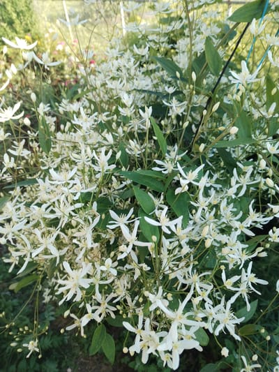 The image shows a close-up view of a dense cluster of white clematis flowers in bloom. The flowers have delicate, star-shaped petals with prominent yellow stamens in the center. Many unopened buds are also visible amongst the blossoms, suggesting a continuous flowering period. Dark green leaves of the clematis vine are interspersed with the flowers, providing a backdrop. The background is softly blurred, with hints of other greenery and possibly other flowers in lighter colors, indicating a garden setting. The lighting suggests it is daytime, possibly late afternoon given the warm tones. The image was taken in the village of Zipunovo, Russia.