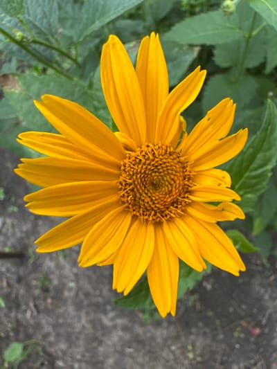 This media file is a close-up, top-down shot of a single, vibrant yellow flower, likely a daisy or sunflower variety, in full bloom. The flower is the primary subject, with its numerous petals radiating outwards from a textured, circular center composed of many small, seed-like structures. The petals are a bright, uniform yellow, with subtle striations visible on their surface, indicating natural form and texture. Some petals show slight imperfections, like small darker spots or a slightly irregular edge, adding to the realism.
The background consists of blurred green foliage, suggesting the flower is growing in a garden or natural setting. To the right of the flower, the background transitions to a textured, grayish surface that appears to be soil or gravel, with a few sparse green shoots or leaves interspersed. This suggests an outdoor location.
The lighting appears to be natural daylight, casting soft shadows and highlighting the flower's colors. The overall mood is serene and focused on the beauty of nature. There are no people, text, or specific time of day or weather cues discernible, beyond the general impression of daylight. The location context is Shakhty, Russia.