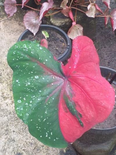 A top-down shot displays a caladium plant in a black pot. The leaf is divided into two sections with the top half a vibrant red and the bottom a rich green, both dotted with water droplets. The base of the leaf shows hints of red veins. Another plant with pink and beige leaves sits to the left, while a grey rock is visible in the background, slightly out of focus. The concrete surface is visible at the base of the image.