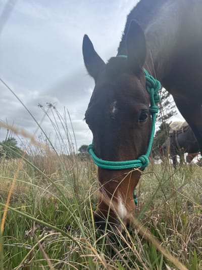 This image captures a dark brown horse grazing in a field of tall, varied grasses and low-lying vegetation within Ciudad de la Costa, Uruguay. The horse, viewed from a low angle, features a white blaze on its forehead extending down its face and a white marking on its muzzle. It is equipped with a bright green rope halter. Its head is lowered into the dense foliage, indicating an action of feeding or investigating the ground. In the background, a second horse, partially obscured and appearing to be saddled or packed, stands amidst the same environment. The horizon shows distant trees under an overcast sky.