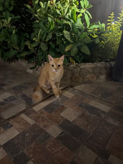 An orange tabby cat is sitting on a tiled patio in Hurghada, Egypt. The cat is facing the camera and looking directly at the viewer. Its fur is short and smooth, and its tail is curled around its body. The cat's eyes are large and round, and they are a bright green color. The cat's ears are pointed and triangular, and they are perked up. The cat's nose is small and pink, and its mouth is slightly open. The cat's body is lean and muscular, and its legs are long and slender. The cat's tail is bushy and fluffy, and it is held high in the air.

The tiled patio is made up of a variety of different colored tiles, including brown, gray, and black. The tiles are arranged in a random pattern, and they are all of different sizes and shapes. The patio is surrounded by a low stone wall, and behind the wall is a dense green bush. The bush is made up of many different types of plants, and they are all of different heights and sizes. The bush is well-lit, and the light is coming from the left side of the image. The background of the image is a dark, blurry area, and it is not possible to make out any details in the background.

The image appears to have been taken at night, as the lighting is artificial and the background is dark. The overall mood of the image is peaceful and serene. The cat appears to be relaxed and content, and it is enjoying the quiet of the night. The image is a beautiful and evocative portrait of a domestic animal in its natural environment.