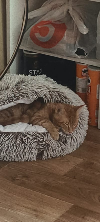 An orange tabby cat is sleeping curled up in a plush, circular pet bed with long, shaggy gray fur. The bed is placed on a brown wooden floor. In the background, there are shelves filled with various items, including what appears to be a large white plastic bag with a red bullseye logo, two orange Pringles cans, and a black container with white lettering that reads "STAY". The lighting is dim, suggesting an indoor setting, possibly a room in a residential dwelling within the city of Cherepovets, Russia. There are no humans or other animals visible in the image.