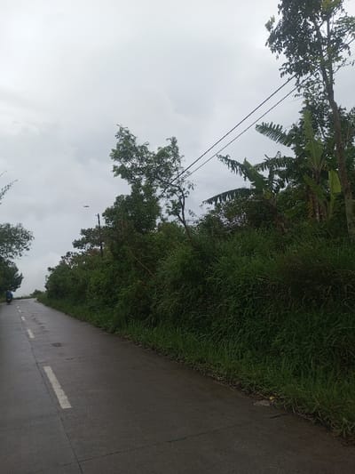 The image depicts a rural or semi-rural road scene in Babaliya Mal., India, under an overcast sky. A dark gray paved road curves gently to the left and ascends into the distance, occupying the lower left and central portions of the frame. White dashed lines are painted along the left edge of the visible road. The road surface appears damp, suggesting recent rain.

To the right of the road, a dense embankment of green vegetation rises, comprising tall grasses, shrubs, and trees of various heights, including several identifiable banana trees with broad leaves. Two black utility lines are strung across the upper right quadrant of the image, appearing to connect to unseen poles within the dense foliage.

In the far distance, on the left side of the road, a blue-clad individual is seated on a dark scooter or motorcycle, positioned at the curve of the road. Further left, beyond the road and vegetation, a hazy, mist-like layer is visible, blending with the sky. Above the tree line on the left, a small dark bird is captured mid-flight against the light gray, cloud-covered sky. The sky occupies approximately the upper third of the image, presenting a uniform overcast appearance. No other individuals or specific interactions are discernible.
