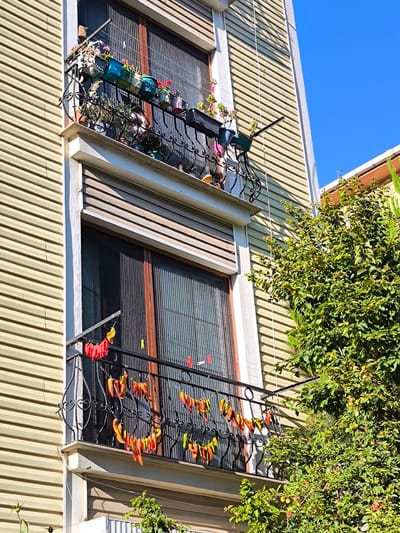 The image depicts the exterior of a multi-story building with a light-colored, horizontally-paneled facade. Two balconies are visible, adorned with plants and drying peppers. The upper balcony features several potted plants, including flowers in various colors, arranged on a decorative black railing. A small birdhouse is also perched on the railing.
The lower balcony showcases strings of red and yellow peppers being dried. These peppers are strung on a wire and hang from the black metal railing, creating a vibrant display against the building's facade. Clotheslines with clothespins are also visible on both balconies.
To the right of the building, a lush green tree with small fruits is prominently featured, suggesting a temperate climate and possibly an outdoor setting. The sky above is a clear, bright blue, indicating a sunny day. The scene appears to be set in a residential area, possibly a town or city, given the building's architecture. The overall impression is one of domestic activity and the utilization of outdoor space for gardening and food preservation. The time of day is likely daytime, given the strong sunlight casting shadows. No visible text is present in the image. The location context provided is Pendik, Turkey.