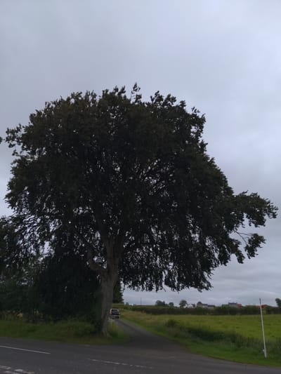 The image depicts a rural scene with a large, dark-leafed tree dominating the foreground. The tree's branches extend wide, partially obscuring the overcast sky, which is a uniform grey. To the right of the tree, a paved road curves away into the distance. A dark-colored car is parked on the side of this road, near the base of the tree. Beyond the road, a green field stretches towards a cluster of houses with red roofs, situated in the middle ground. Further in the distance, more houses and trees are visible under the cloudy sky. The overall impression is one of a slightly overcast day in a countryside setting. The exact location in Magherafelt, United Kingdom, cannot be determined from the image alone.