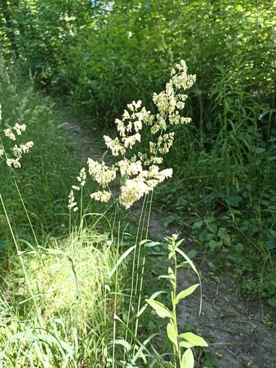 The image depicts a close-up view of a wildflower cluster in the foreground, with a dirt path winding through lush green vegetation in the background. The wildflowers are a pale yellow or cream color and are clustered on thin stems. The path is narrow and appears to be in a natural setting, possibly a park or a wooded area. The overall impression is one of a serene, outdoor environment. The location in the city of Pochaiv, Ukraine, is not discernible from the image itself, but the presence of a dirt path and wildflowers suggests an outdoor natural setting within the city.