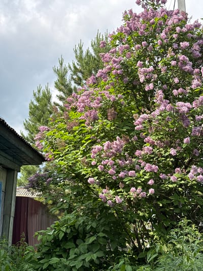 The image depicts a dense lilac bush in full bloom with clusters of small, pale purple flowers. The bush is situated in the foreground, dominating the right side of the frame. Behind the lilac, a pine tree with dark green needles is visible. To the left of the lilac and pine, a portion of a weathered wooden structure, likely a house or shed, is present. The structure has a blue-painted wooden facade and a corrugated metal roof. A dark red, vertical slatted fence is partially visible behind the wooden structure. The ground is covered with various green plants and weeds. The sky above is overcast with gray clouds. This scene is located in the village of Zykova, Russia.
