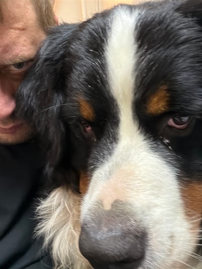 The image is a close-up, eye-level shot of a person and a Bernese Mountain Dog. The person's face is on the left, partially obscured by the dog's head. They appear to be male, with light-colored hair and visible skin texture. The dog's face dominates the frame, with its tri-color markings—black, white, and brown—clearly visible. The dog's fur is thick and fluffy. The lighting suggests an indoor environment, possibly a home. The background is out of focus, showing hints of a wall with vertical lines, possibly wood paneling or wallpaper. The exact location within the city of Чёрная, Russia, cannot be determined from the visual information provided. The scene appears to be a candid moment between the person and the dog, possibly a selfie or a shared moment of closeness.