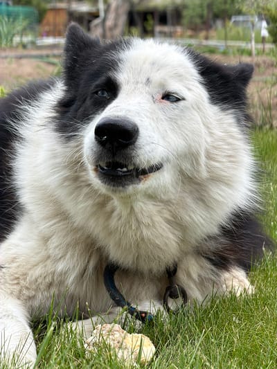 A close-up, slightly rotated image shows a fluffy, black and white dog lying in grass. The dog is predominantly white with black patches around its eyes and ears. It has a black nose and teeth visible in a slight "grin." The dog is wearing a black collar and blue leash. Green grass surrounds the dog. In the blurred background, glimpses of trees and a building can be seen. The image does not explicitly confirm the location as Kamyshin, Russia.