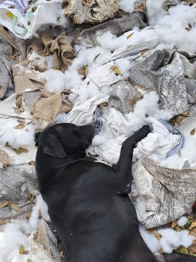 A black dog lies amid scattered trash. Burlap sacks, shredded white fabric, and loose white stuffing surround the dog. Dry leaves and small twigs are also present. The dog appears relaxed, resting its head on a crumpled white cloth. The trash and debris create a disheveled and abandoned scene.