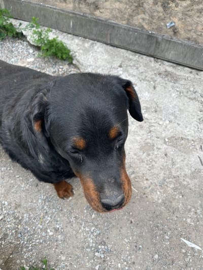 A Rottweiler dog with black fur and tan markings is seen from a high-angle perspective, looking down. The dog is standing on a ground composed of concrete and gravel. In the background, there is a grey structure and some green foliage. The image appears to have been taken outdoors, possibly in a yard or alleyway. The presence of a Rottweiler suggests a domestic setting. The general environment appears somewhat unkempt, with loose gravel and a weathered grey structure. No people are visible in the image. The focus is on the dog, which is partially obscured by the high camera angle.