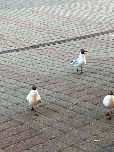 This media file shows three seagulls on a paved walkway. The walkway is made of interlocking brick pavers in shades of gray and brown. The seagulls are primarily white with dark heads and dark wingtips. They are positioned diagonally across the frame, moving from the upper right towards the lower left. One seagull in the middle of the frame is captured in mid-stride, with its legs extended. Another seagull is further up and to the right, appearing to be looking to the left. The third seagull is at the bottom right, also facing left. The scene appears to be outdoors, likely in a public area given the paving. There are no people visible in the image. The lighting suggests it is daytime, possibly sunny given the contrast. There is no visible text in the image.
