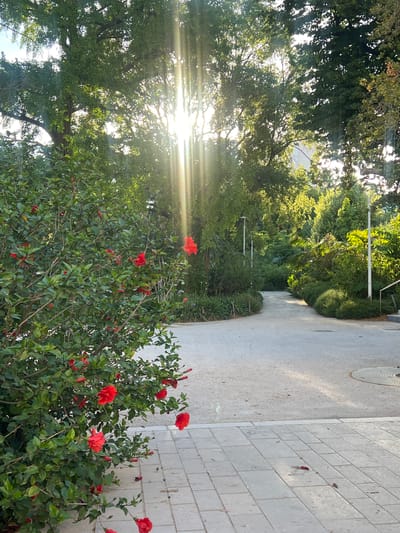 The image depicts a sun-dappled pathway winding through a verdant garden, likely within the city of Toulon, France. A vibrant hibiscus bush, laden with bright red blossoms, dominates the foreground on the left side of the frame. The pathway, paved with light-colored material, curves gently into the distance, flanked by lush, mature trees and manicured shrubbery. Sunlight streams through the dense foliage, casting dramatic rays and highlighting the textures of the leaves and path. Several lampposts are visible along the pathway, suggesting it is a well-maintained public space. The overall impression is one of a serene and picturesque park or botanical garden, bathed in the warm glow of natural light.