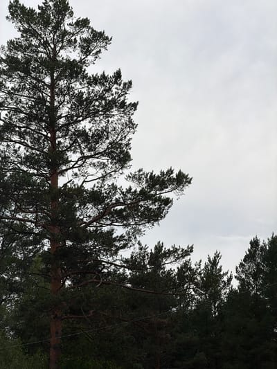 A tall, dark green pine tree with visible branches and needles dominates the left half of the image. Its brown trunk is thick, and the tree extends upward into a bright, overcast sky. Below the prominent pine, a dense forest of similar trees forms a dark, horizontal line across the bottom of the frame. A thin, dark wire runs horizontally through the lower portion of the image, intersecting with the trees. The scene appears to be an outdoor, natural environment, possibly a forest or wooded area. The location is identified as Ust'-Sema, Russia.