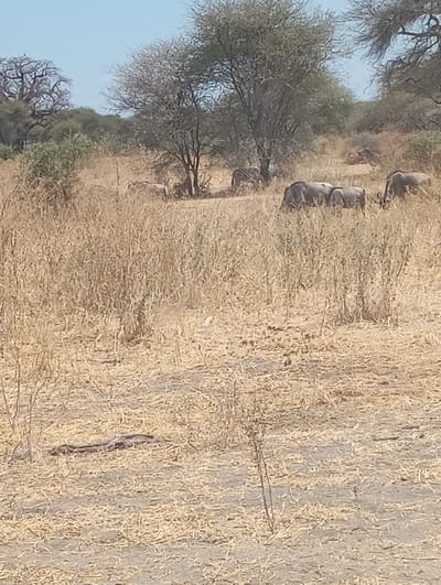 The image displays an arid savanna environment in Kwa Kuchinia, Tanzania, under a clear, light blue sky. The ground consists of dry, light brown grass and exposed light gray-brown soil. In the middle ground, a group of at least four adult wildebeest and one smaller, possibly juvenile, wildebeest are observed grazing with their heads down. Further back, partially obscured by sparse trees and dry vegetation, at least two zebras are present. The background features numerous trees, including a large baobab tree on the far left and several acacia-like trees with minimal foliage. In the foreground, a dark-colored snake lies coiled on the dry ground, to the left of center. A small, white, indistinct object is visible on the ground in the mid-foreground. No human subjects are present.