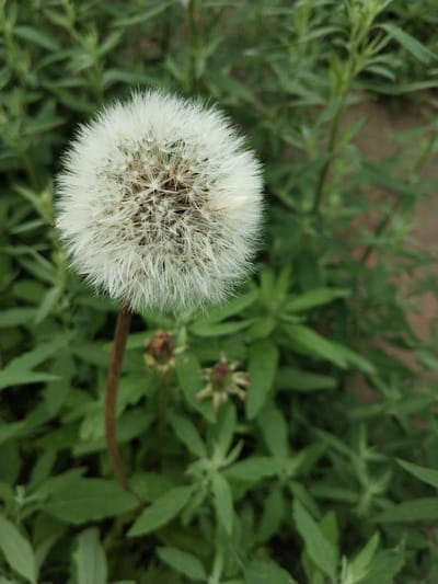 The image depicts a close-up of a fluffy white dandelion seed head. The dandelion is positioned in the center of the frame, with its delicate seeds fanned out. The background is filled with a blur of green foliage, suggesting an outdoor setting. There is no visible indication of the city of Зелёное, Russia, in the image. The scene is static and focused solely on the natural element of the dandelion.