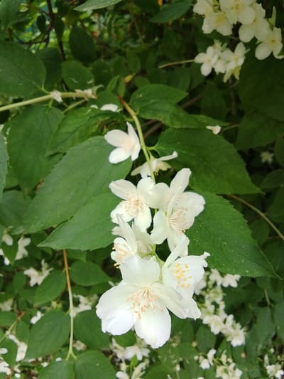 This is a close-up, eye-level, full-shot photograph of white jasmine flowers blooming on a bush. The flowers are white with yellow stamens. They are clustered together on green stems and leaves. The background is a blur of green foliage and white flowers, suggesting the bush is in bloom. The scene is outdoors, likely in a garden or park setting. There is no indication of people, specific buildings, or the city of Снопок Новый, Russia. The lighting appears to be natural daylight, with soft shadows suggesting an overcast or shaded environment.