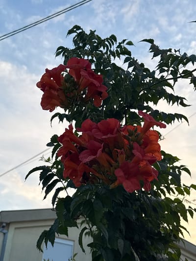 An outdoor, low-angle, medium shot captures a cluster of vibrant orange-red trumpet-shaped flowers against a dusky sky with wispy clouds. The flowers are the central focus, densely packed on green foliage, with two prominent clusters. In the background, two thin, dark utility wires stretch horizontally across the frame. To the lower left, a section of a light-colored building with a light beige facade and a hint of a window is visible. The scene appears to be in Burtaiši, Montenegro, given the architectural style and outdoor setting. There are no people or animals visible in the image. The lighting suggests it is late afternoon or early evening.