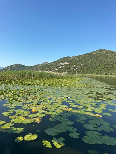 The image depicts a tranquil natural scene in the city of Riječani, Montenegro. A wide, calm body of water dominates the foreground, densely covered with numerous green lily pads. The water's surface reflects the clear, bright blue sky. In the middle ground, tall reeds and more lily pads create a vibrant green border. Beyond the water, a line of rolling, tree-covered hills rises against the horizon, their slopes dotted with lighter rocky patches. The sky is a cloudless, uniform blue, suggesting a sunny day. The overall impression is one of serene natural beauty and peaceful seclusion.