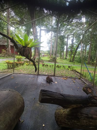 The image shows the interior of a caged enclosure, potentially at a zoo or wildlife park in Takdat, Thailand. Within the enclosure, there is a porcupine, which is the subject of the image. Scattered around the porcupine are pieces of fruit, appearing to be bananas. Several large logs are located in the cage. A tree branch with a bird's nest fern growing on it extends into the enclosure. The cage itself is made of a metal mesh or wire, and the surrounding environment is visible through the cage, including greenery, trees, and a building in the distance.