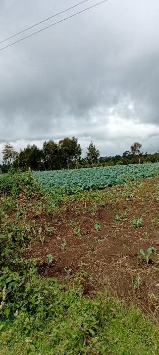The image presents an agricultural landscape in the city of Gatakaine, Kenya, under a heavily overcast, grey sky. Two thin, dark power lines are visible extending diagonally across the upper left portion of the frame. The midground is dominated by an extensive cultivated field, featuring numerous rows of uniformly planted, mature green leafy crops, consistent with Brassica species such as cabbage or kale. The soil within this field appears dark brown. In the immediate foreground, the ground consists of uneven, dark brown earth interspersed with patches of smaller green plants, weeds, and some drier grass. The background is characterized by a dense treeline composed of various dark green broadleaf and conifer-like trees, indicating a wooded area or forest boundary. No individuals, animals, or specific actions are observable within the scene.
