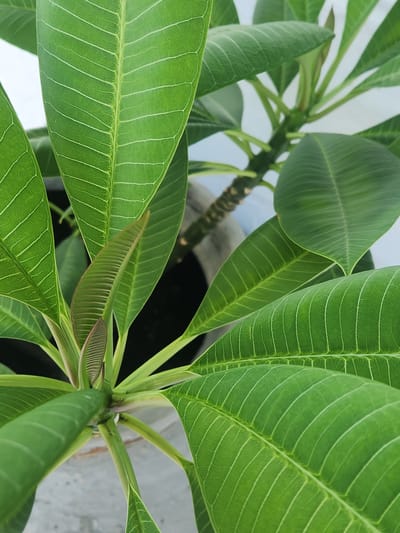 The image is a close-up, eye-level shot of a Frangipani plant in a pot. The plant has large, vibrant green leaves with prominent white veins. A new leaf, partially unfurled and reddish-brown at the tip, is visible in the center of the frame. The pot appears to be made of concrete and is situated outdoors, possibly on a patio or walkway, with a light-colored background that suggests a wall or fence. No people or specific landmarks of Maitland, United States of America are visible.