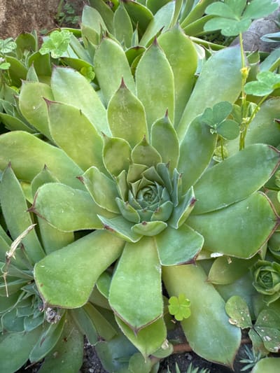 This is a close-up, top-down photograph of a Hens and Chicks plant, also known as Sempervivum. The succulent plant features a rosette of thick, fleshy, green leaves with pointed, reddish-brown tips. The leaves are arranged in a tight spiral, with newer growth at the center. Small, clover-like plants with three or four leaves are growing among the succulent's leaves, and a thin stem with a tiny yellow flower is also visible. The background consists of dark soil and some green foliage. The lighting suggests it is daytime. The image conveys a sense of natural growth and the resilience of succulents. There is no visible text.