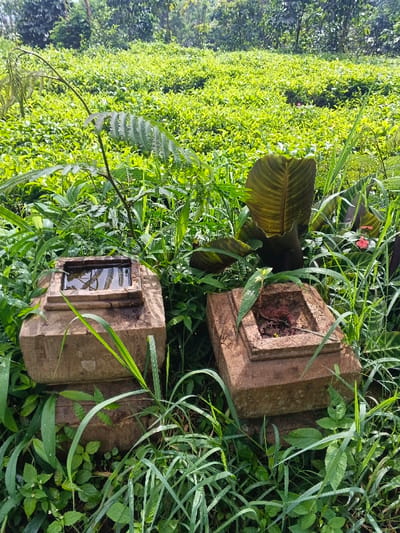 This image depicts an outdoor scene located in the city of Nanlao, China. In the foreground, two weathered, rectangular stone pedestals are partially obscured by dense, vibrant green vegetation. The pedestal on the left features a rectangular depression on its top surface, containing clear water that reflects the surrounding foliage. The pedestal on the right exhibits a similar depression, which is filled with dried leaves and reddish-brown organic matter, with small green plants growing from within it. Various types of green plants, including tall grasses and broad-leaf specimens, surround and partially cover both pedestals. The midground consists of a large, cultivated field of uniformly bright green, low-growing plants, characteristic of a tea plantation. A prominent, dark green leaf is visible in the right midground foliage, and a small red flower is present further back. The background features a distant treeline. No individuals, actions, or interactions are visible within the frame.