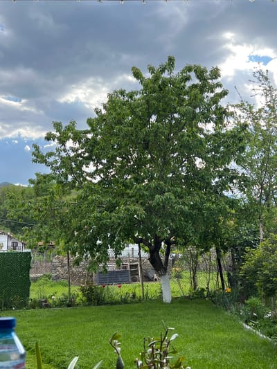 The image depicts a garden scene in Kornitsa, Bulgaria. A large tree with dense green foliage dominates the view. Its trunk is partially painted white. In the background, a building, possibly a shed or outbuilding, is visible through a wire fence. The structure appears to be made of stone and wood. The garden features a well-maintained lawn. The sky above is partly cloudy, with both dark and bright patches. A portion of a building is also visible in the distance, adding depth to the scene.