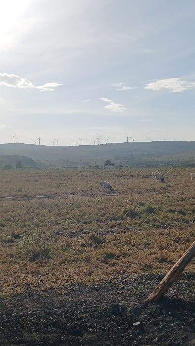 The image depicts an expansive outdoor landscape in Kaputiei North ward, Kenya. Under a bright, partly cloudy sky, a distant ridge line is populated by a wind farm comprising numerous white, three-bladed wind turbines. The midground is characterized by a vast field of dry, yellowish-brown grass interspersed with minimal greener vegetation. Within this field, at least three light-colored cattle, possibly white or pale grey with darker markings, are observed grazing. A multi-strand wire fence stretches horizontally across the lower frame, behind which the cattle are situated. A weathered wooden fence post is visible in the lower right foreground, anchored in dark, exposed soil. The scene is illuminated by natural daylight.