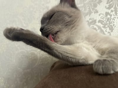 The image shows a close-up of a cat grooming itself. The cat is light-colored with darker markings on its face and ears, consistent with a Siamese or similar breed. It is in the process of licking its paw, with its tongue visible. The cat's eyes are closed, suggesting it is relaxed and enjoying the grooming. The background is out of focus, but appears to be a textured surface, possibly wallpaper with a floral pattern, and a darker, softer surface beneath the cat, which could be furniture. The lighting suggests it is indoors, likely during the daytime. The overall impression is one of domestic tranquility. There is no visible text in the image. The location context of Slonim, Belarus, does not provide any specific visual cues within the image itself.